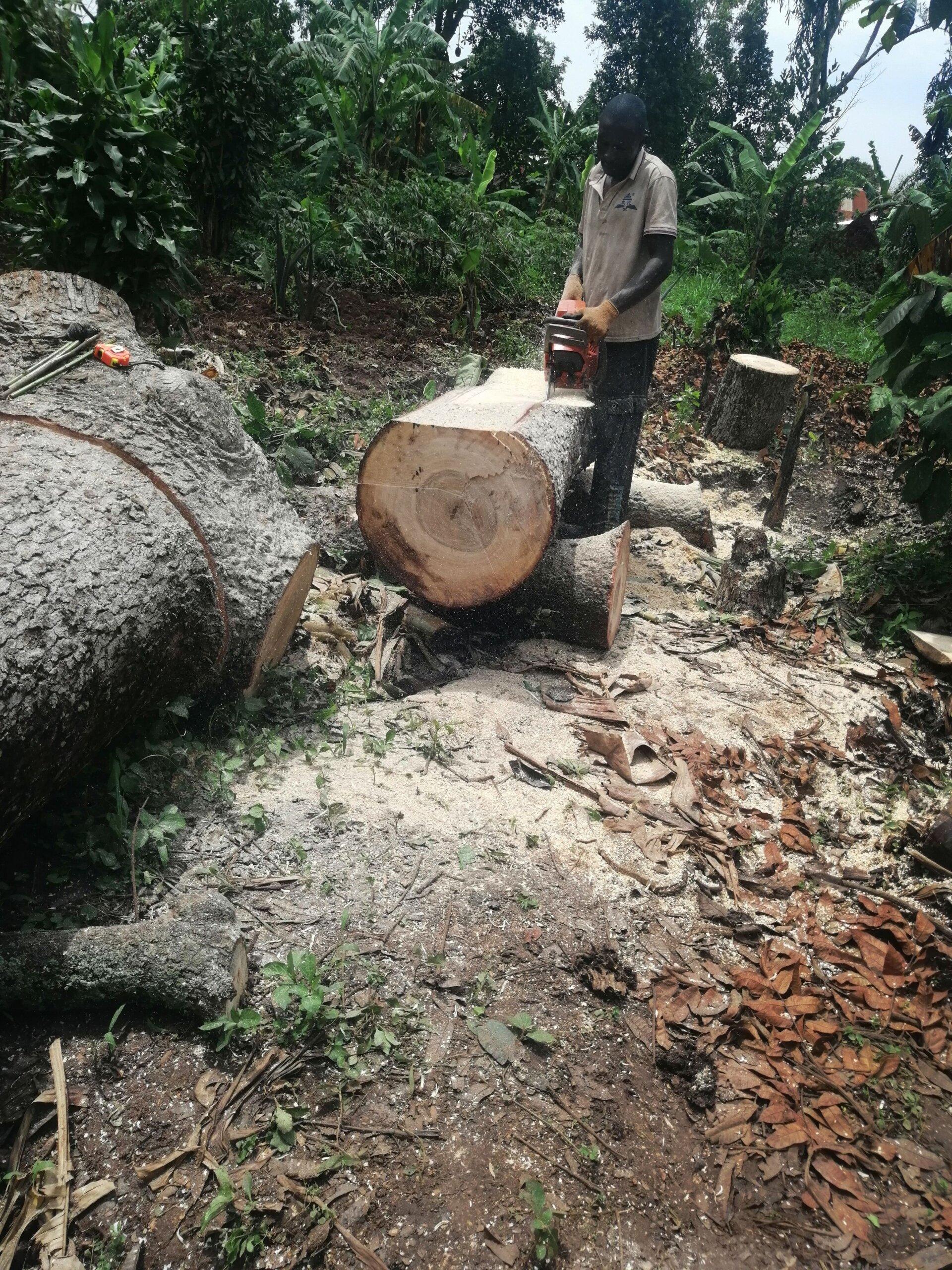 Timbers and trees