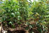 Cassava garden