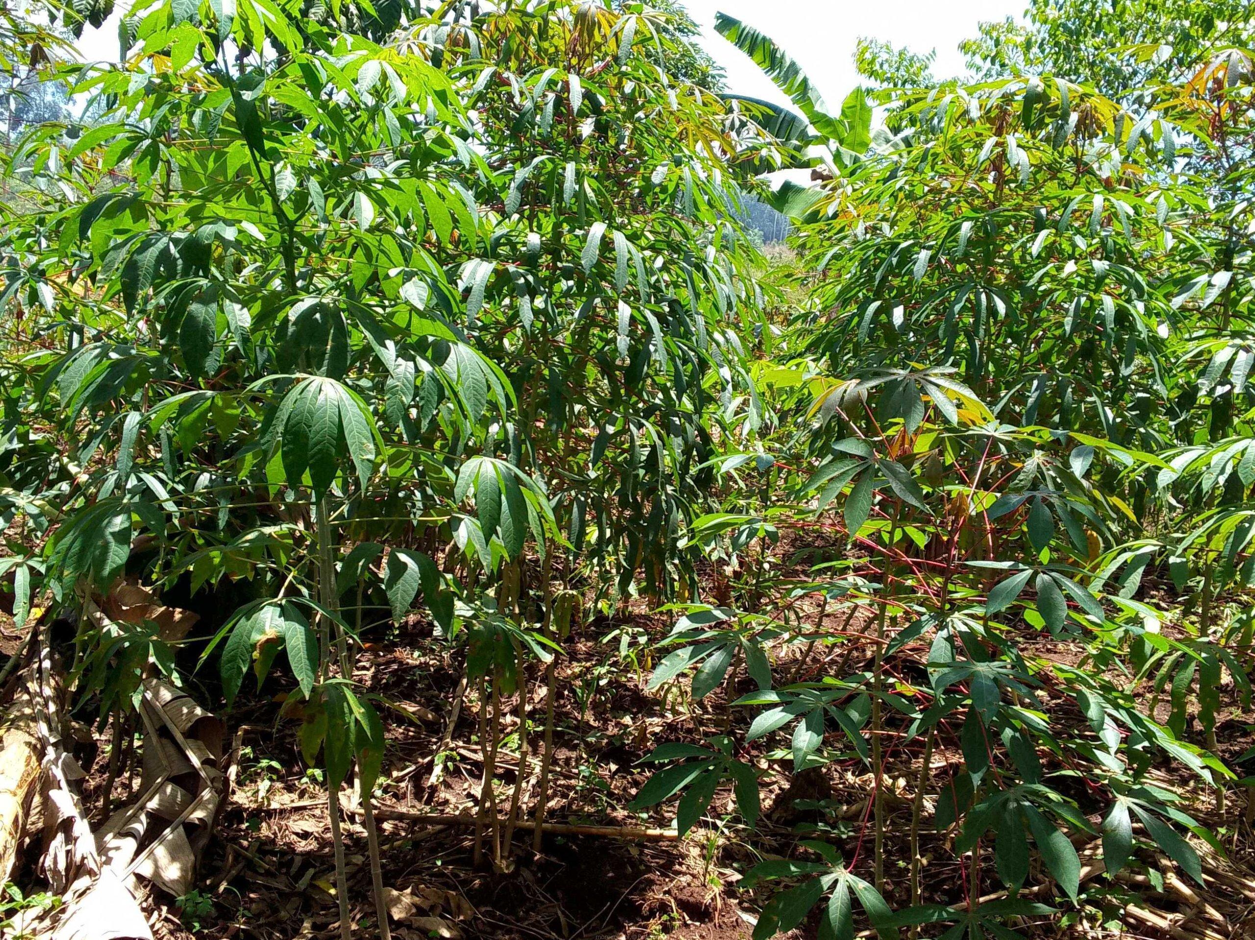 Cassava garden