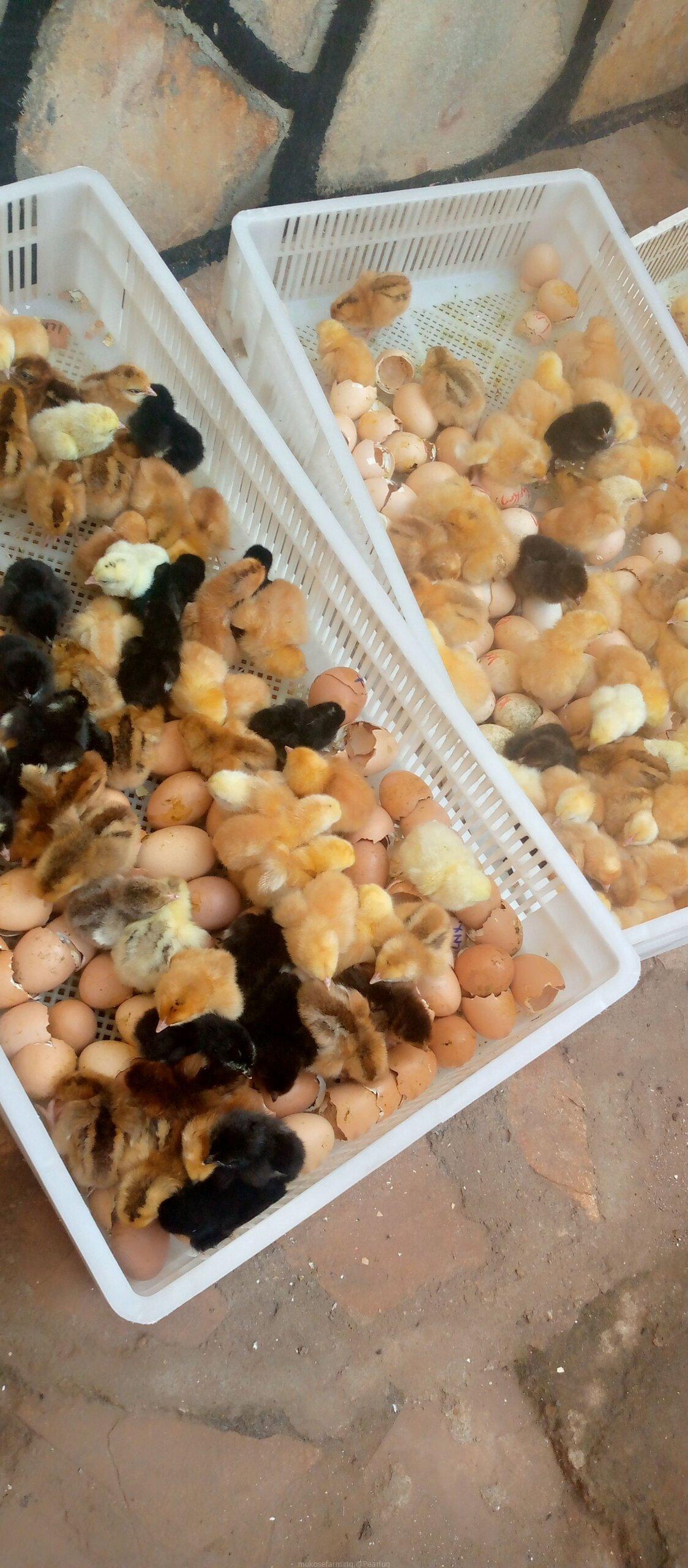 Chicks