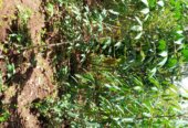 Cassava garden