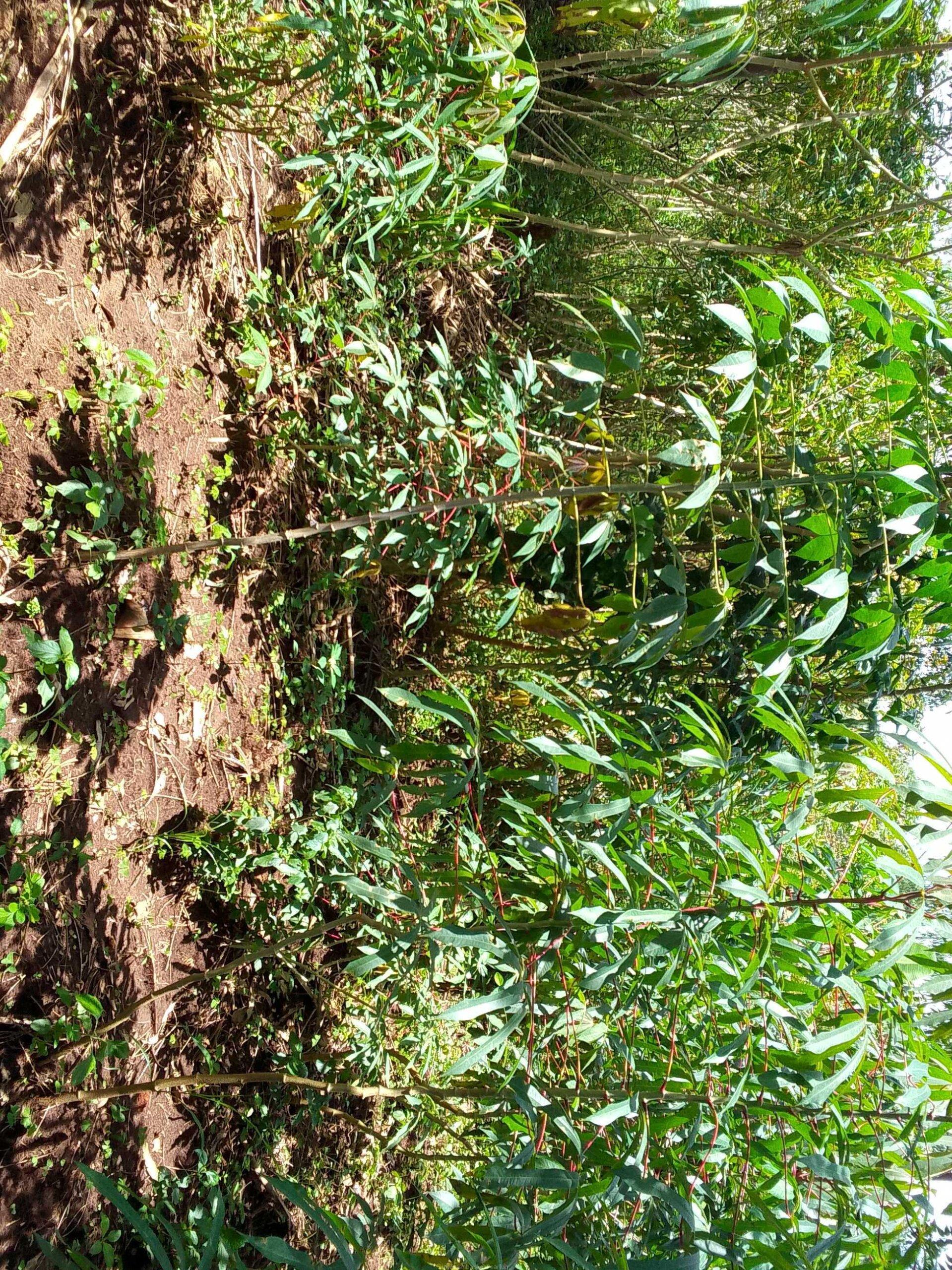 Cassava garden