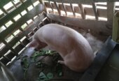 Piggery