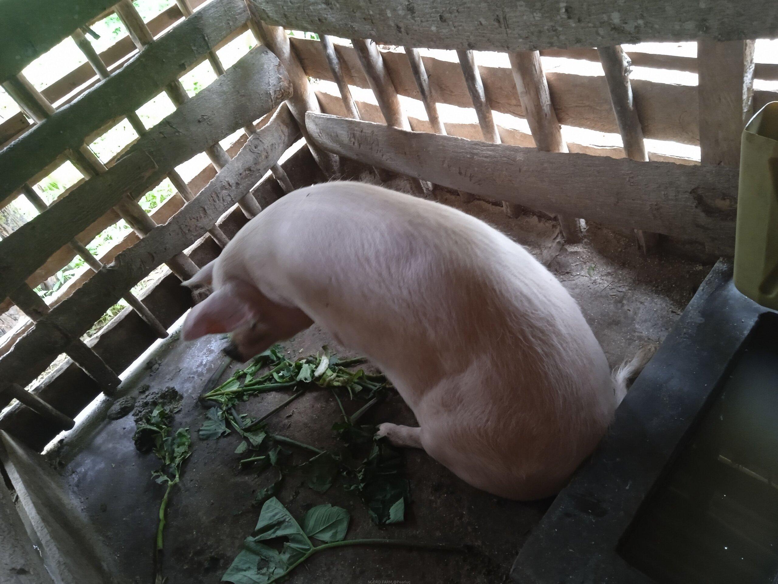 Piggery