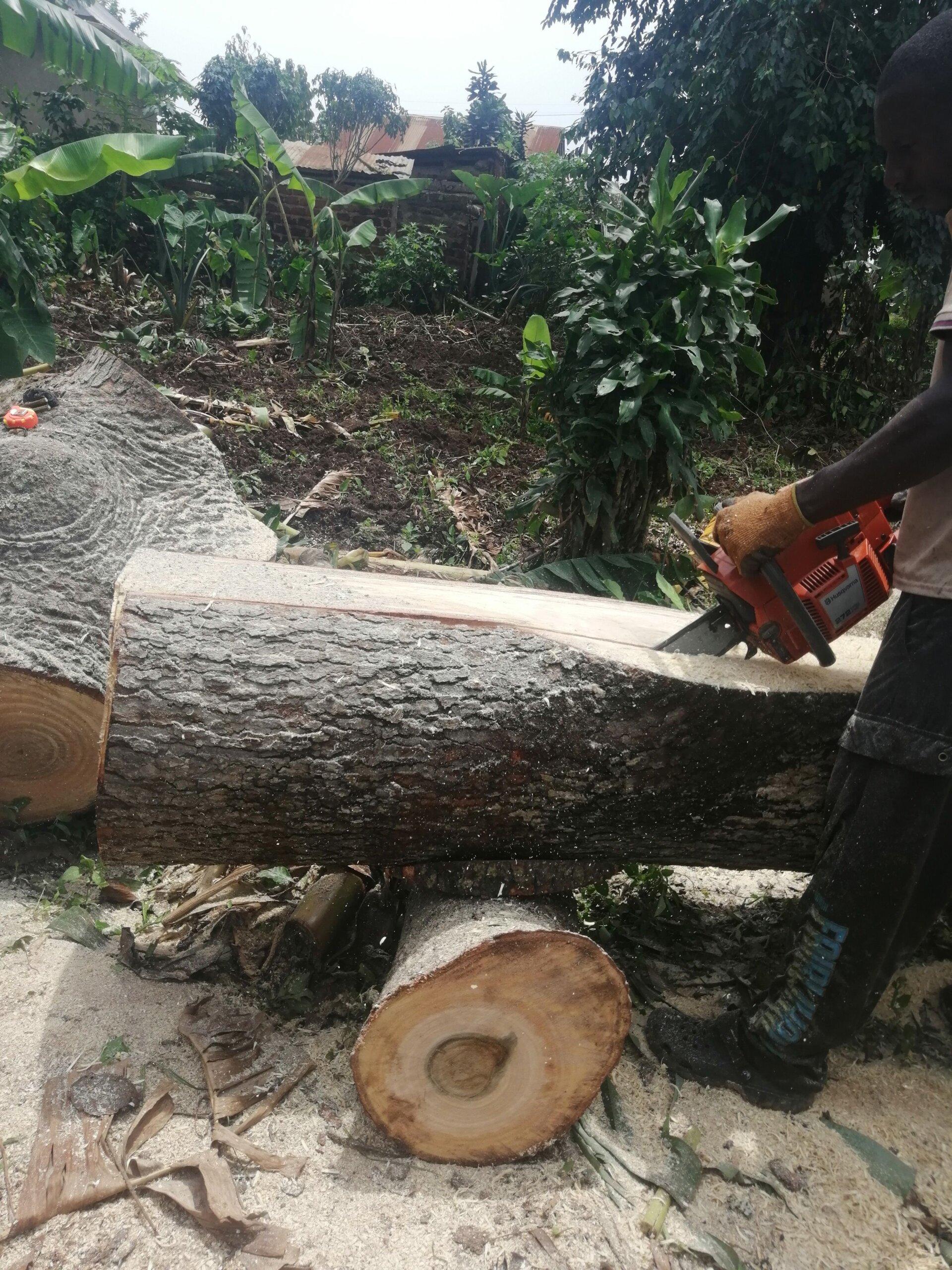Timbers and trees