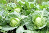 Cabbages
