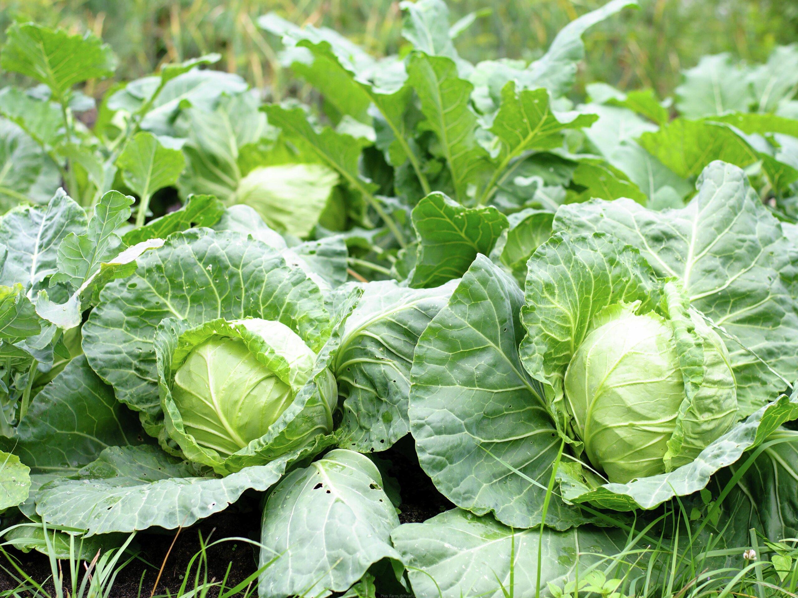 Cabbages