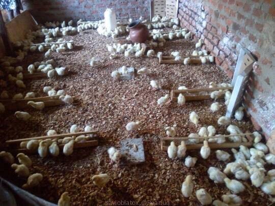 Chicks