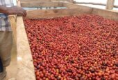 top-quality Ugandan robusta and Arabica coffee beans? Contact +27719755564.