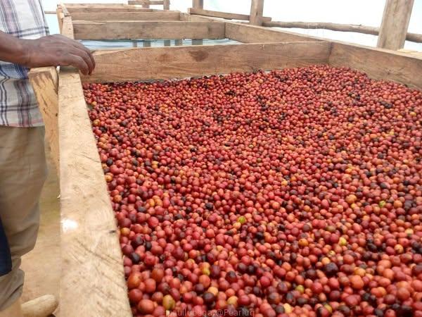 top-quality Ugandan robusta and Arabica coffee beans? Contact +27719755564.