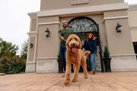 dog-daycare-in-Hawthorne