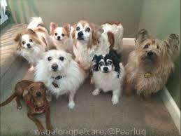 wagalongpetcare-4