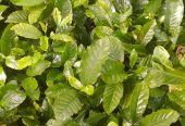 Colono Coffee nursery bed