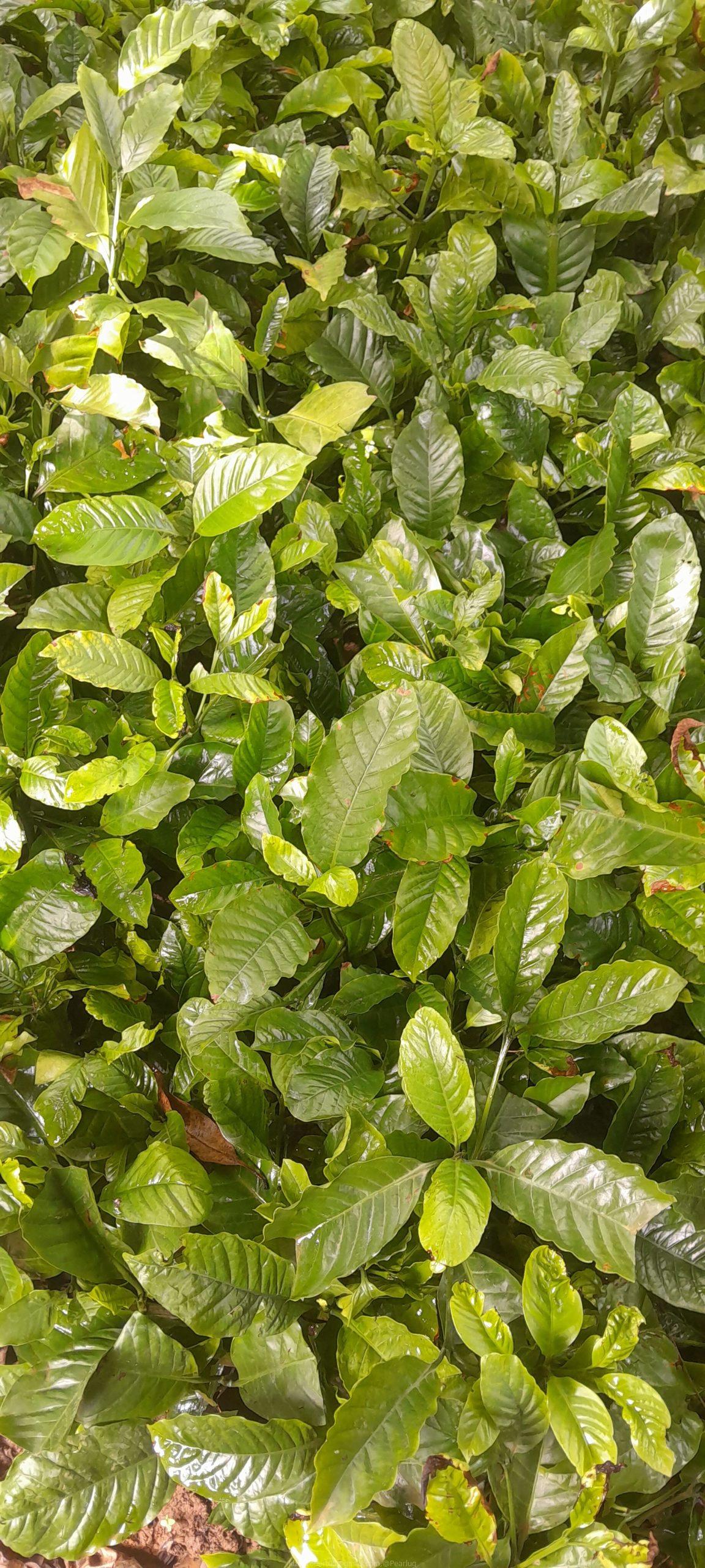 Colono Coffee nursery bed