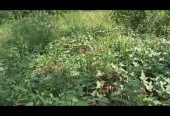PLOT on sale 15m agreement, 70fts by 100fts. kapeeka zirambwa