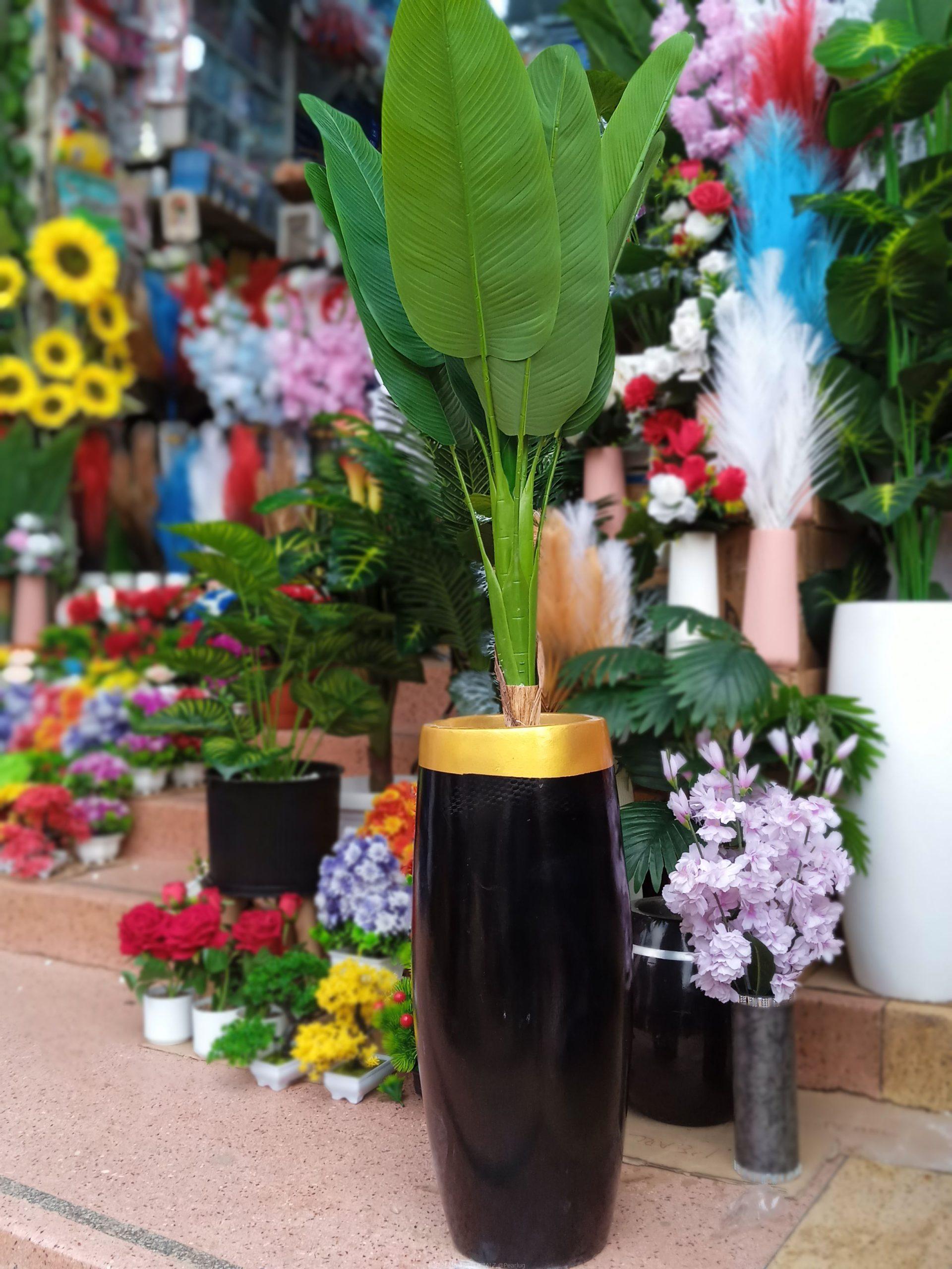 BANANA LEAF PLANT