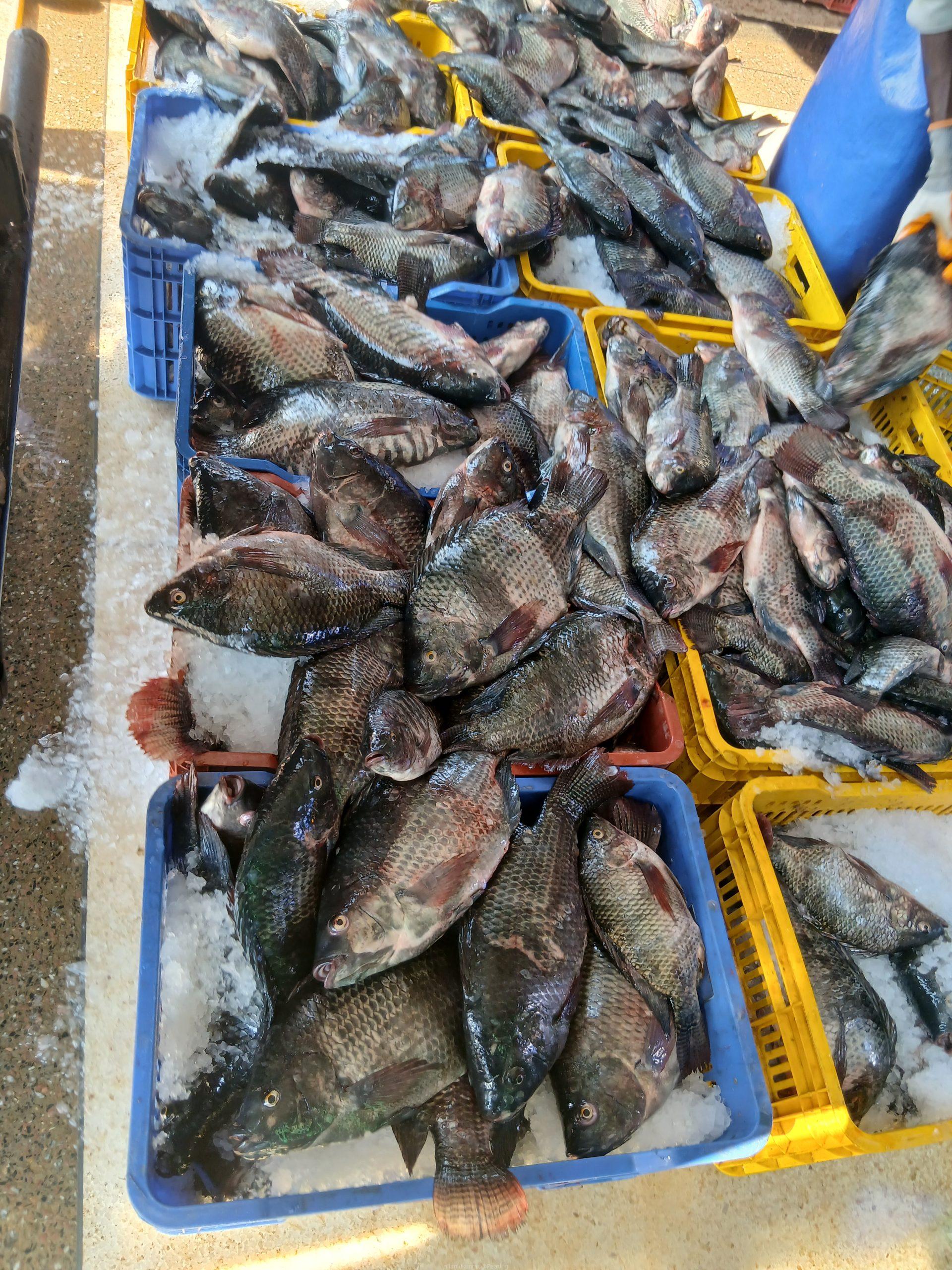 Fish and fish fillet