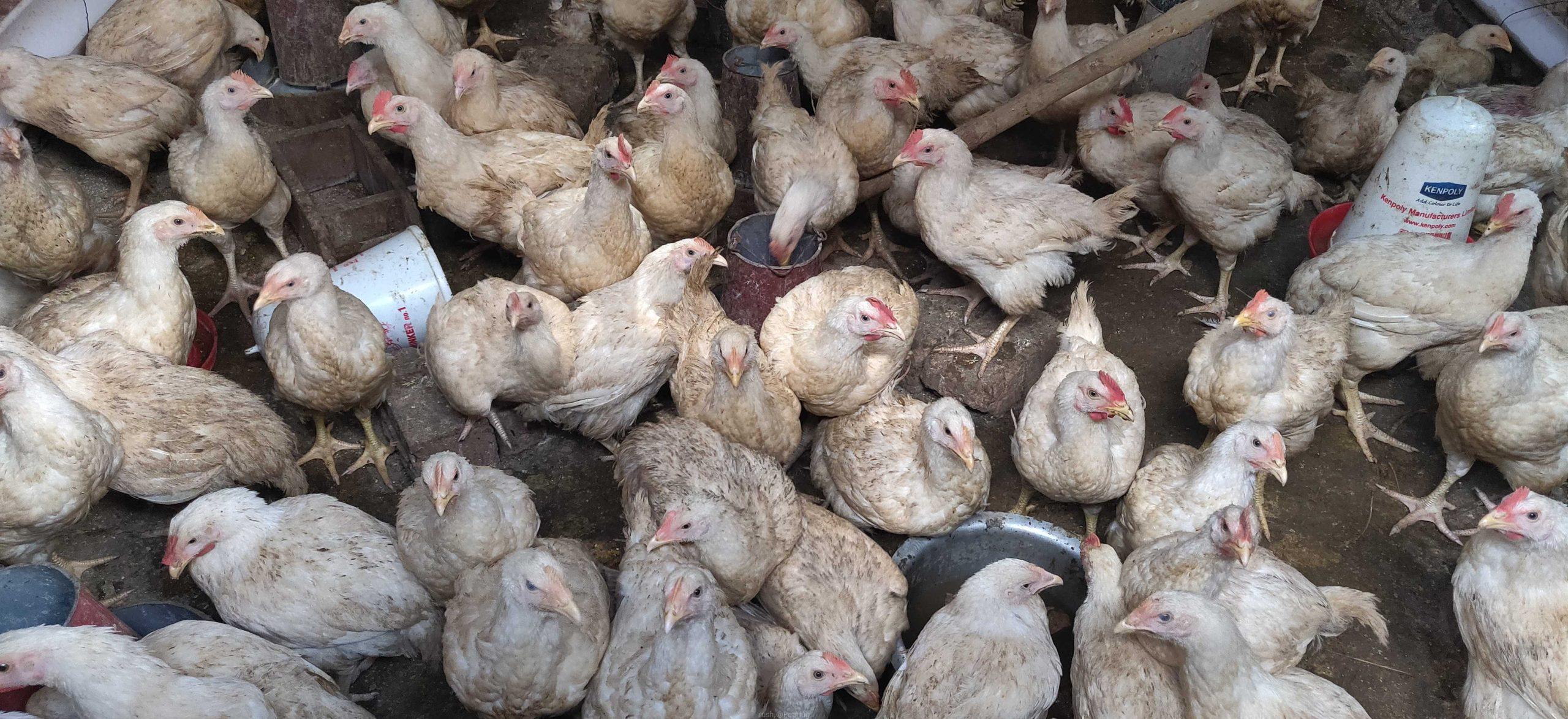 Hens