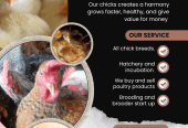 Chicks