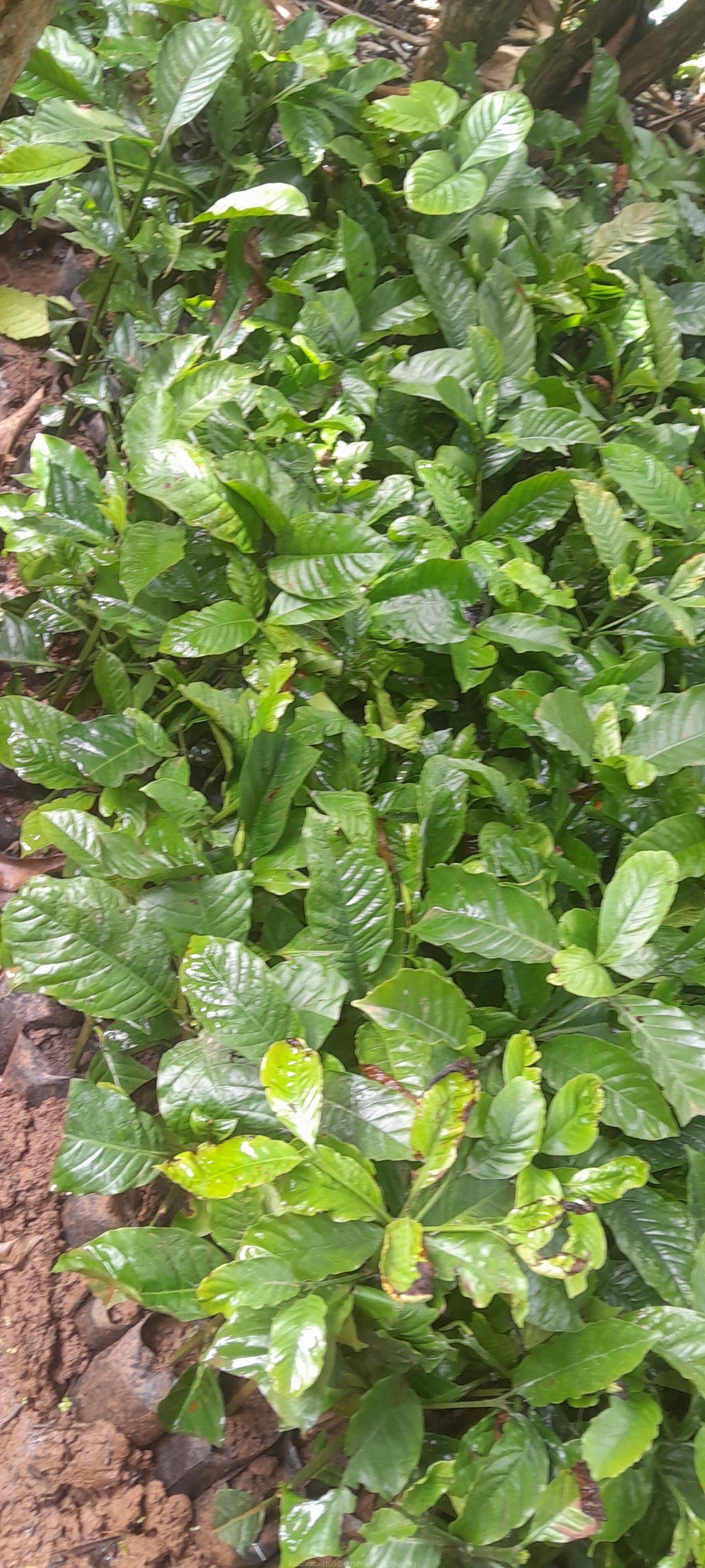 Colono Coffee nursery bed