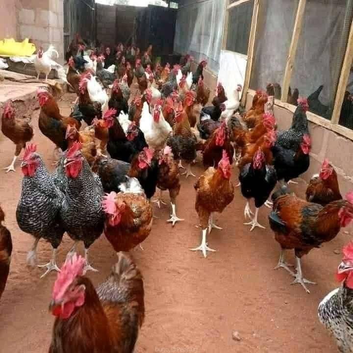 Chicks