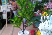 POTTED & STAND FLOWERS