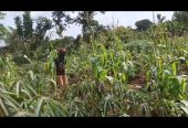 PLOT on sale 15m agreement, 70fts by 100fts. kapeeka zirambwa