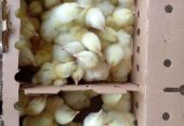 Chicks
