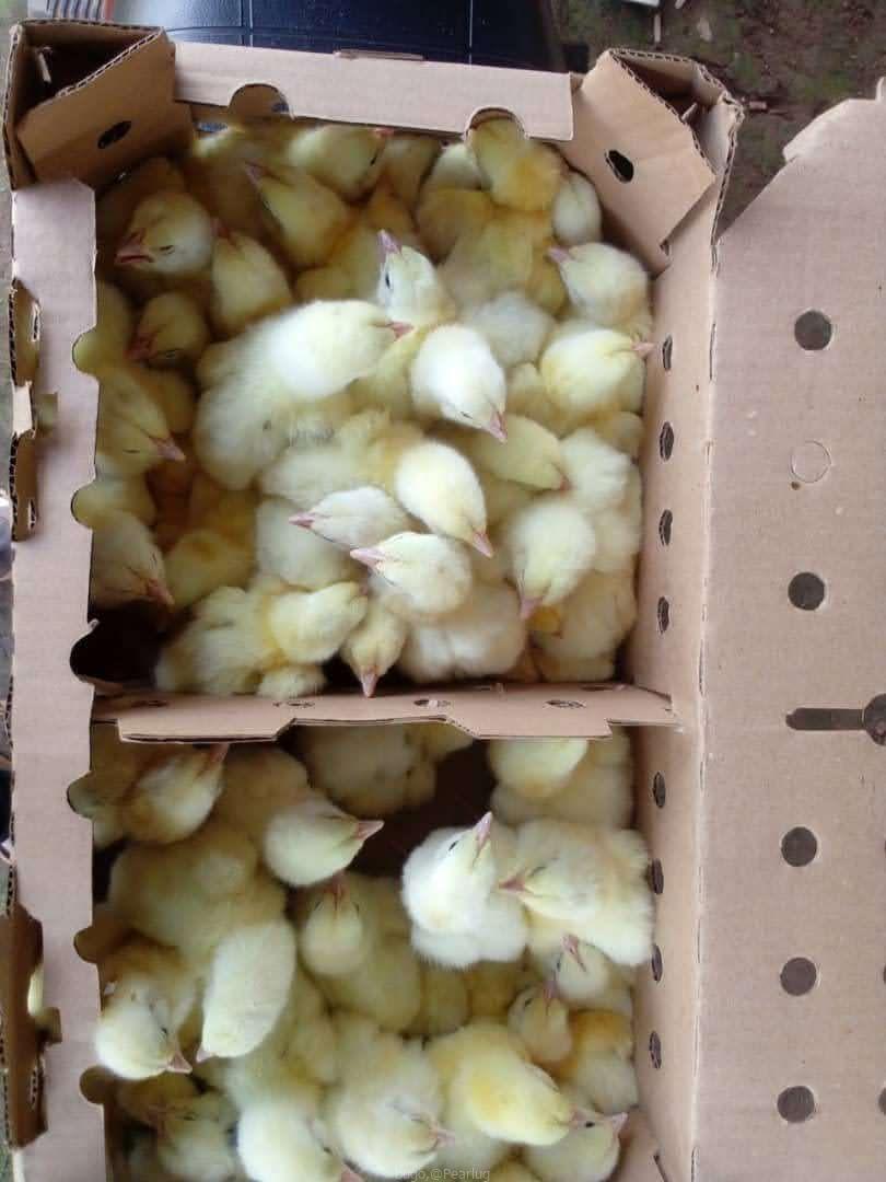 Chicks
