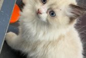 Purebred Ragdoll cats