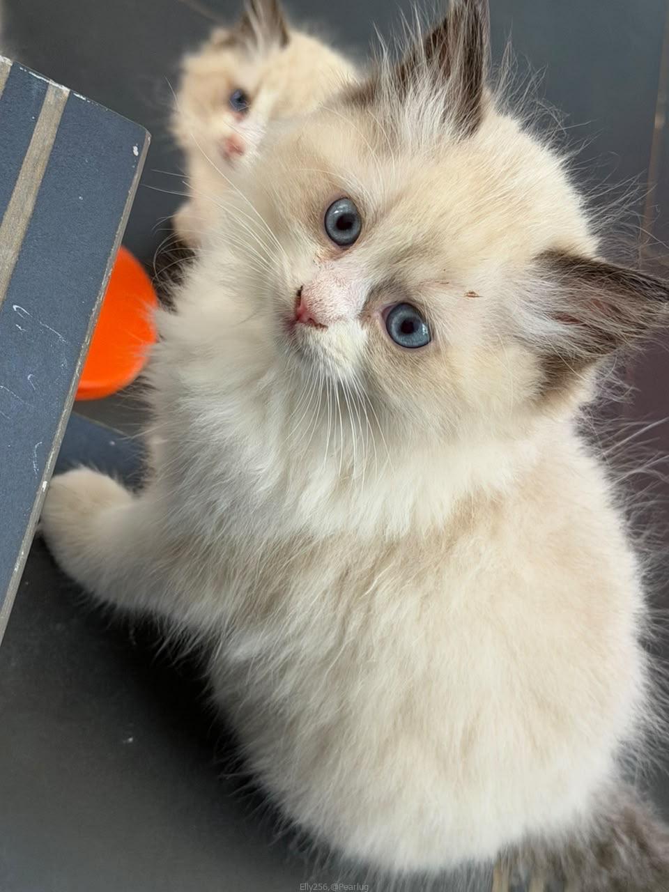 Purebred Ragdoll cats