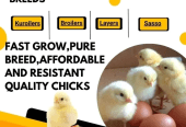 Chicks