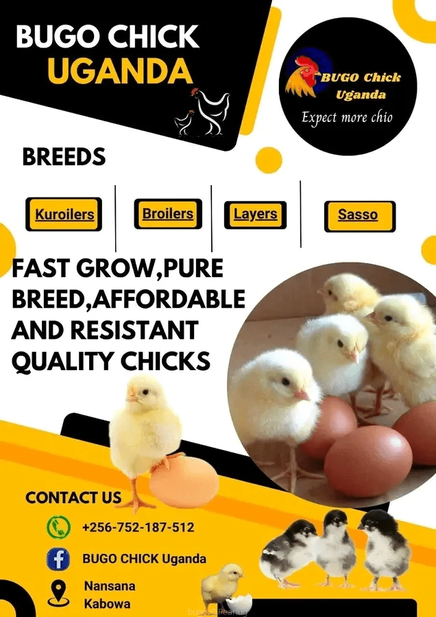 Chicks