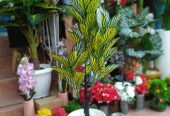 POTTED & STAND FLOWERS