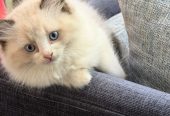 Purebred Ragdoll cats