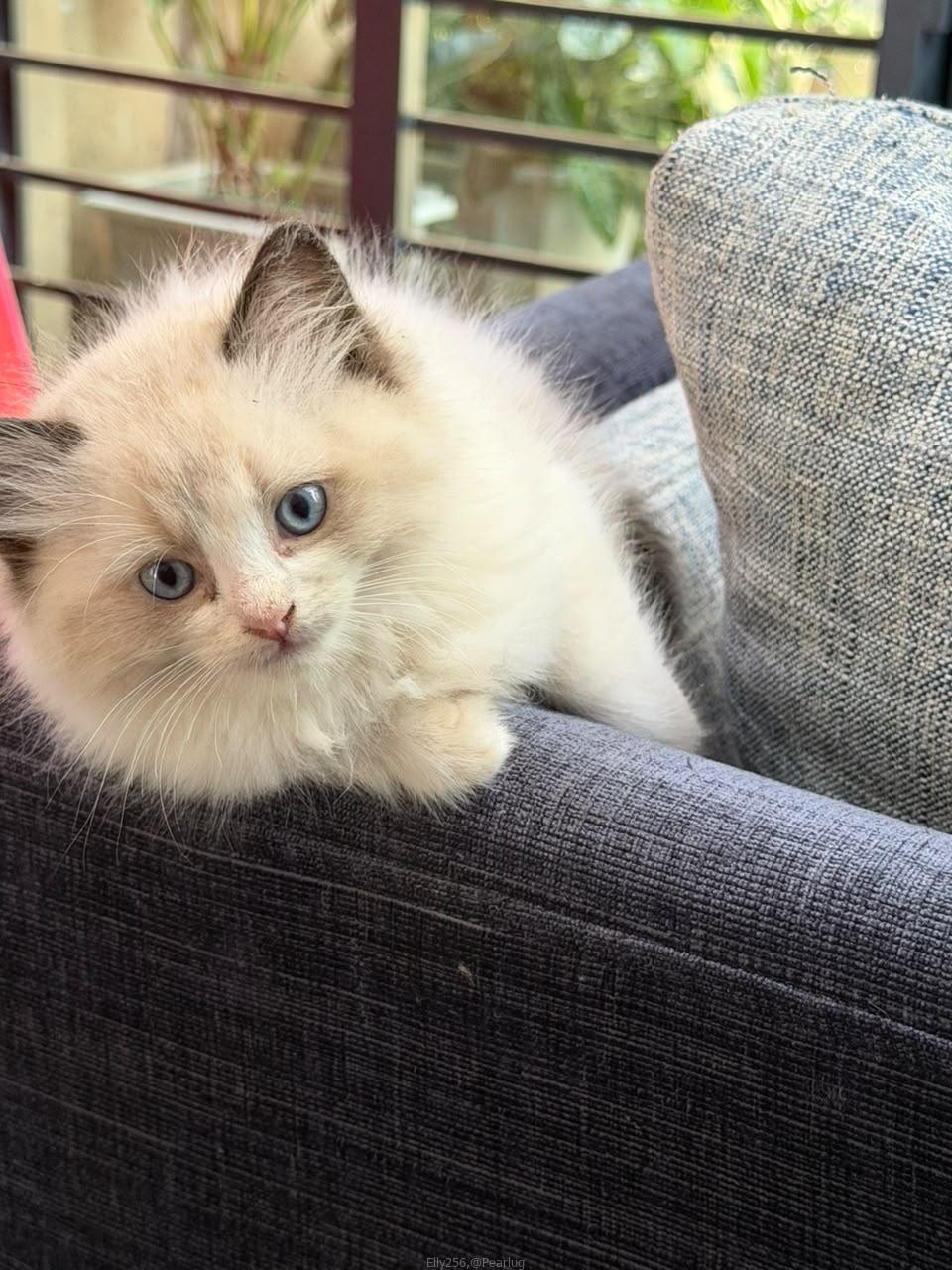 Purebred Ragdoll cats