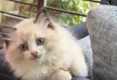 Purebred Ragdoll cats
