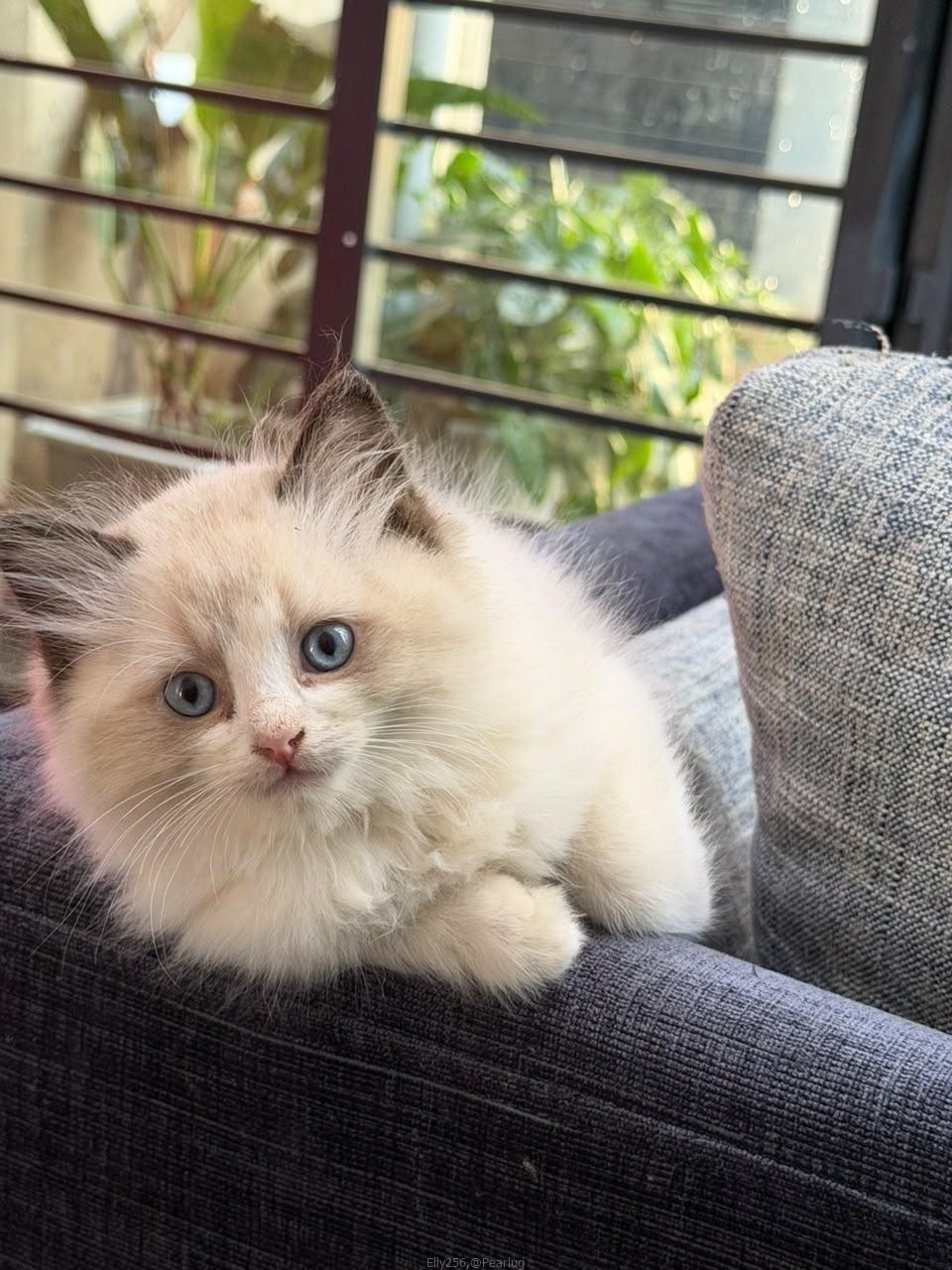 Purebred Ragdoll cats