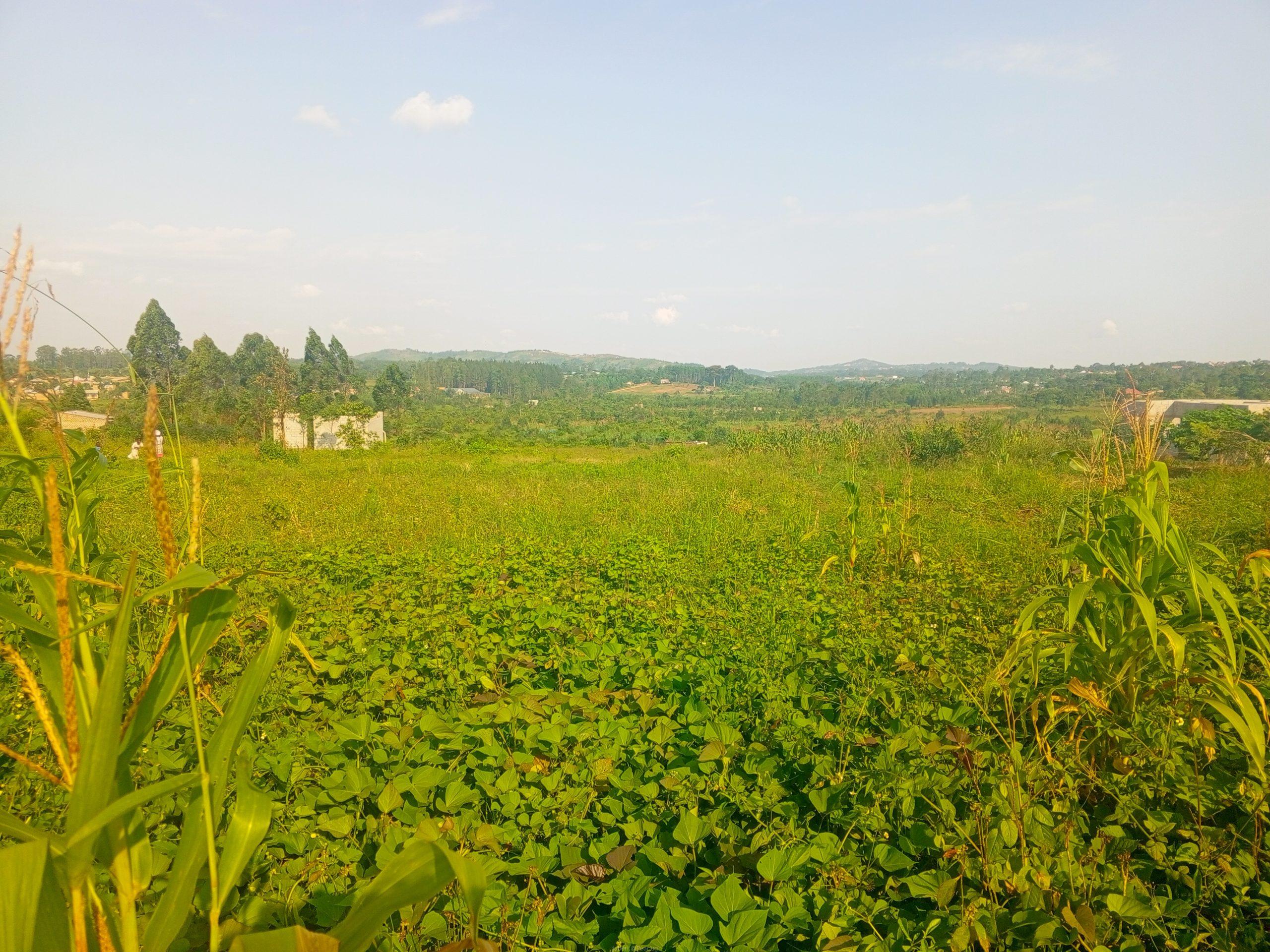 Katiti Kakiri Private Mailo Land