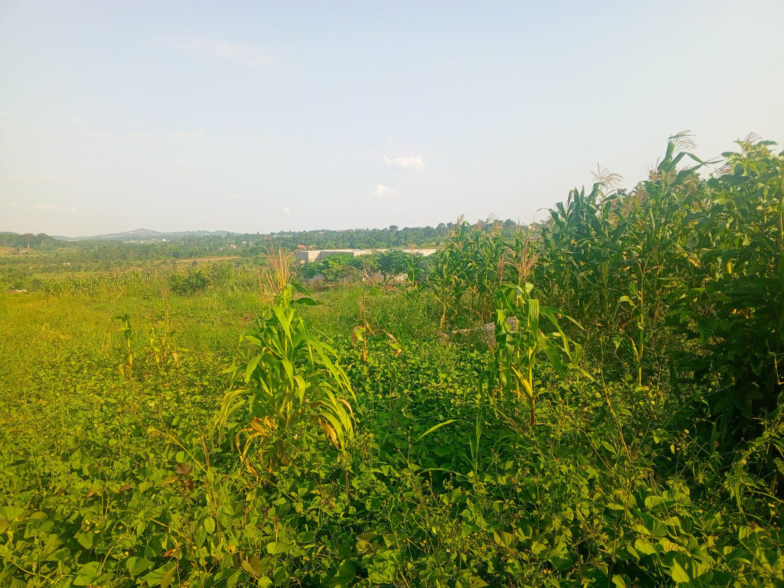 Katiti Kakiri Private Mailo Land