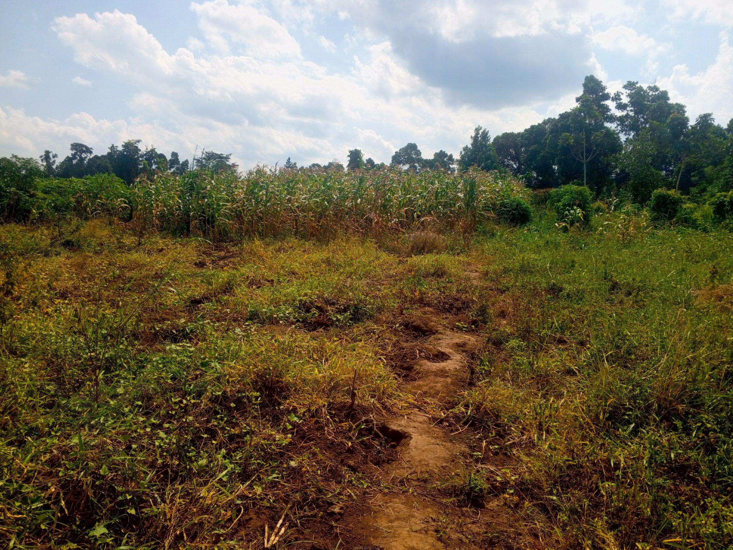 Katiti Kakiri Private Mailo Land