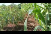 PLOT on sale 15m agreement, 70fts by 100fts. kapeeka zirambwa