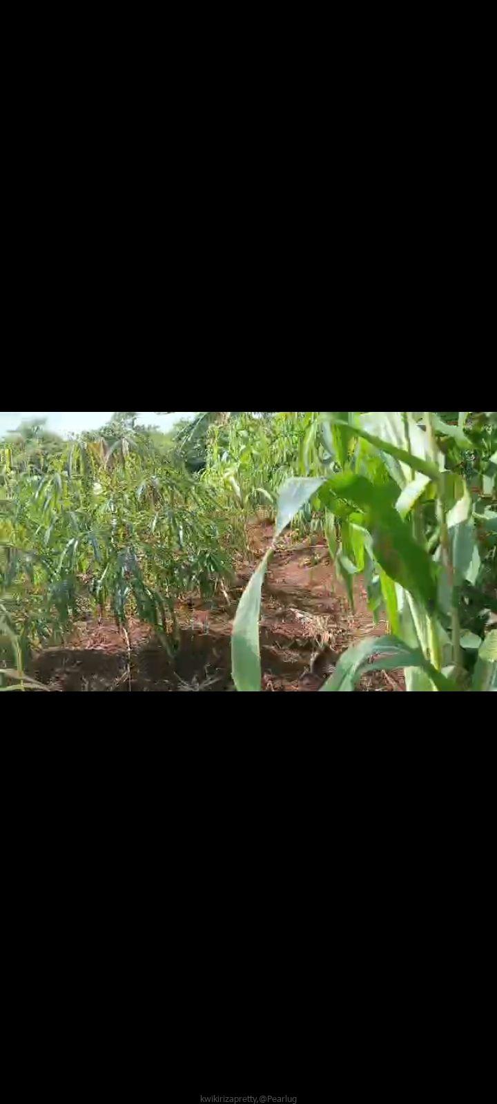 PLOT on sale 15m agreement, 70fts by 100fts. kapeeka zirambwa