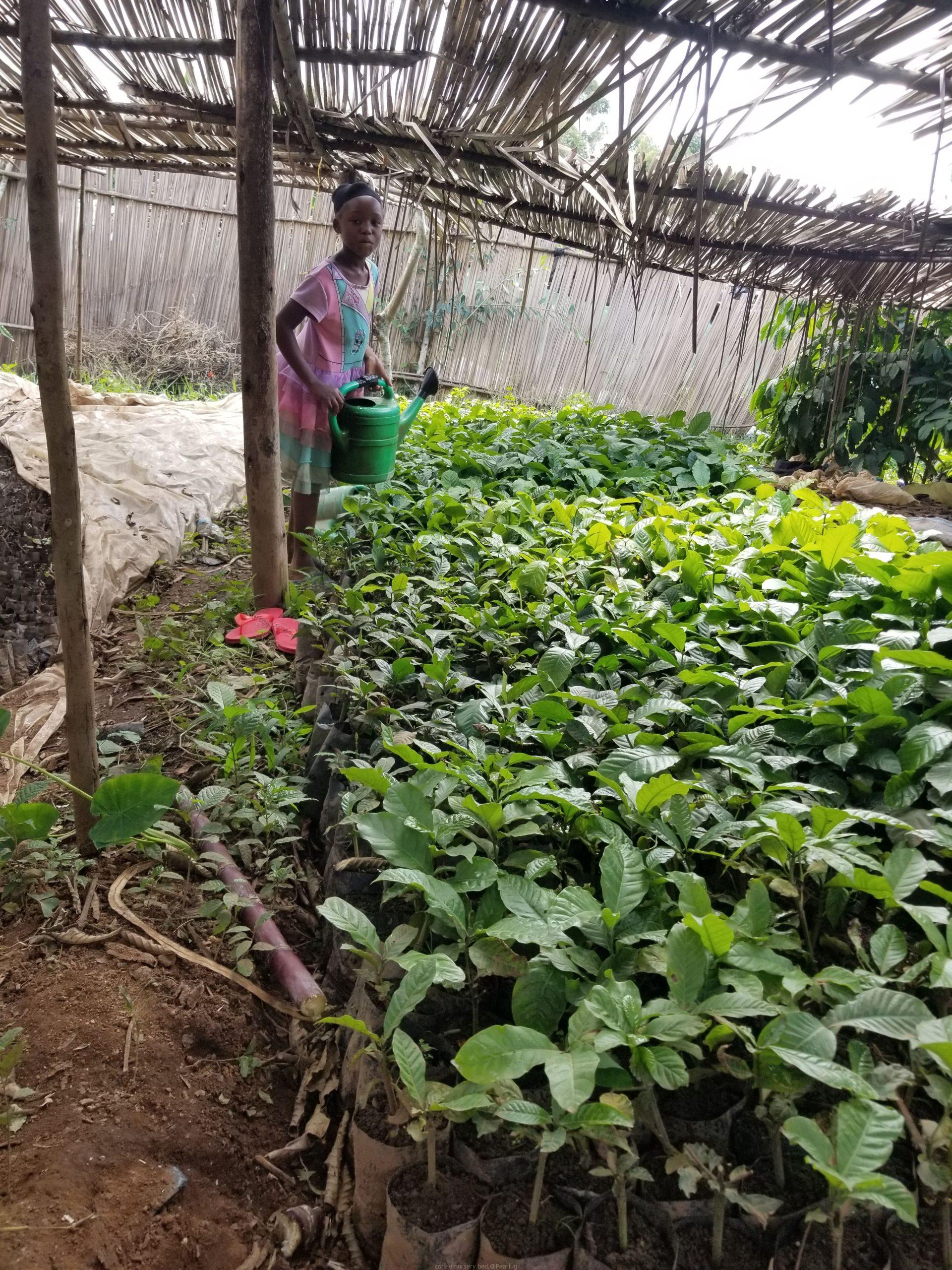 Coffee plantations