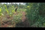 PLOT on sale 15m agreement, 70fts by 100fts. kapeeka zirambwa