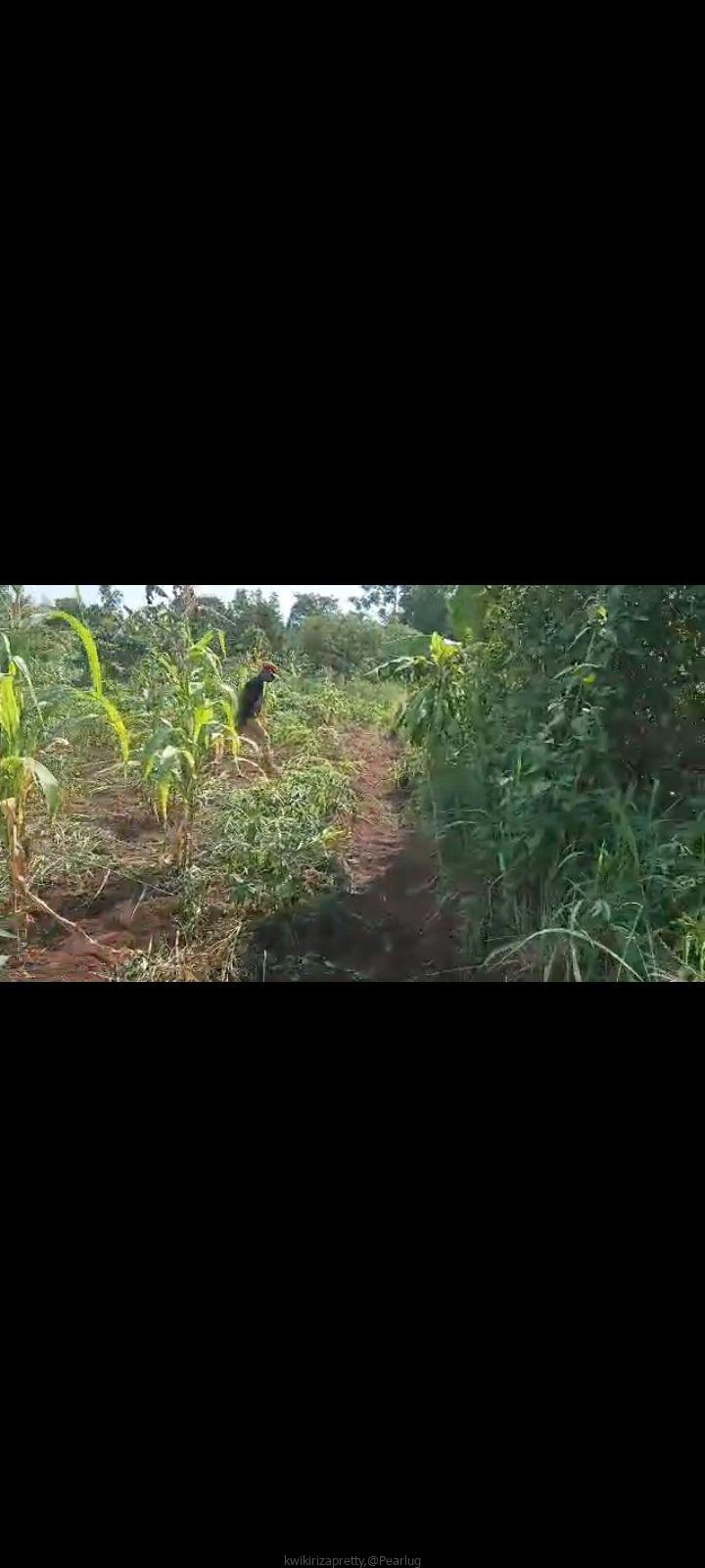 PLOT on sale 15m agreement, 70fts by 100fts. kapeeka zirambwa