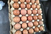 Eggs