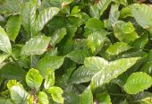 Colono Coffee nursery bed