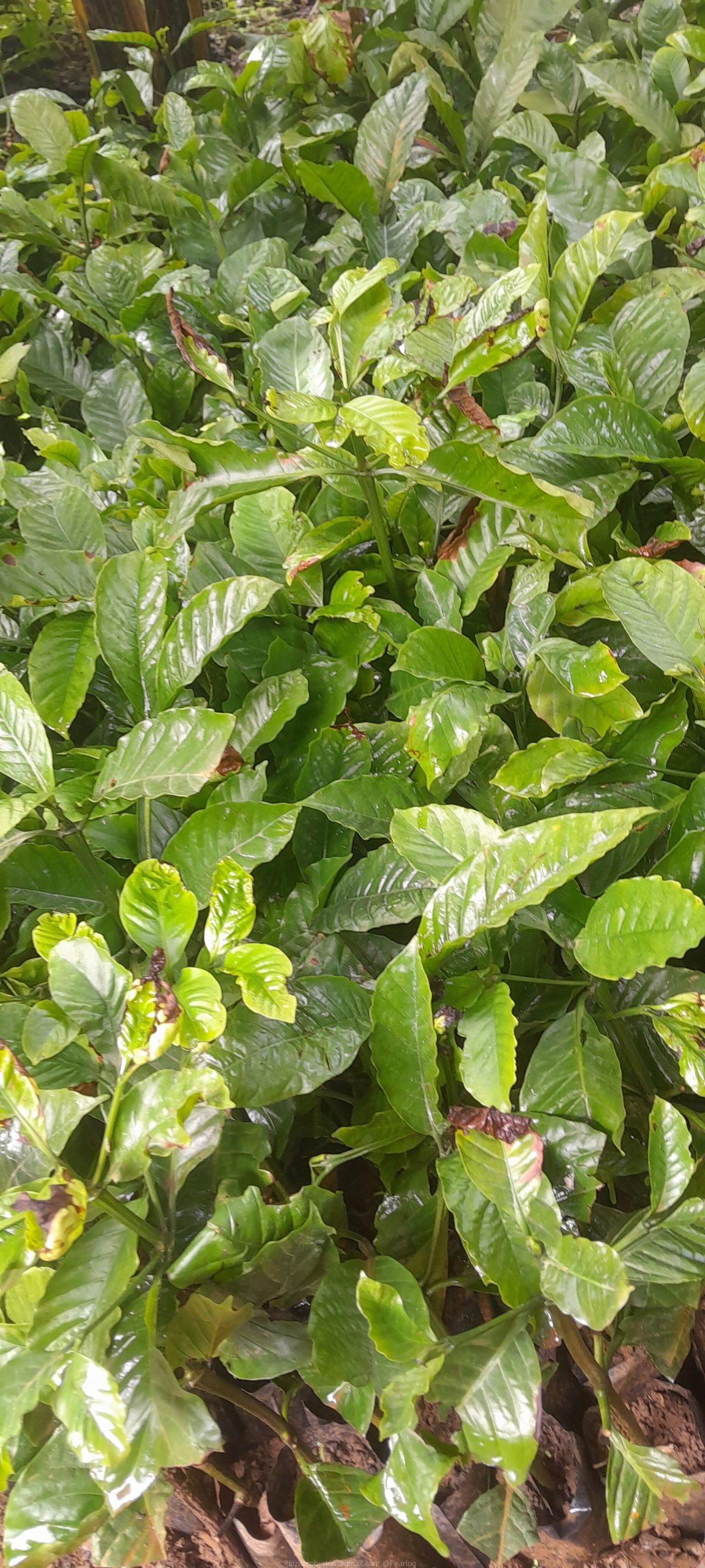 Colono Coffee nursery bed