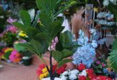 POTTED & STAND FLOWERS